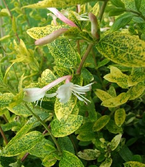 Lonicera japonica 'Aureoreticulata'  